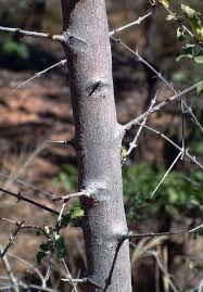 Image result for Combretum imberbe