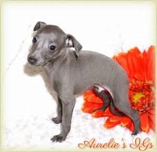 Mini italian greyhound pups for sale in jefferson, ohio $475 share it or review it beautiful, sweet, loving little mini italian greyhound female pups now available. Home