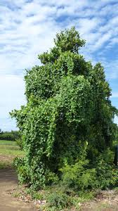 Image result for Coccinia grandis