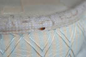 We did not find results for: Where Do Bed Bugs Hide Griffin Pest Solutions