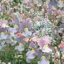Plants and worn, aged materials are generally used by japanese garden designers to suggest a natural landscape, and to express the fragility of existence as … Aesthetic Flower Flower And Flower Field Image 6294668 On Favim Com