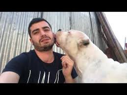 Erkek Dogo Arjantin Kopeklerin Sert Oyunlari Youtube