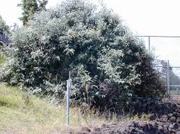 Image result for Buddleja madagascariensis