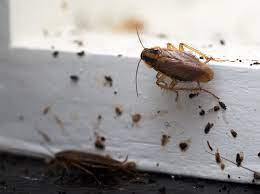 4 Unmistakable Signs Of Roaches Terminix