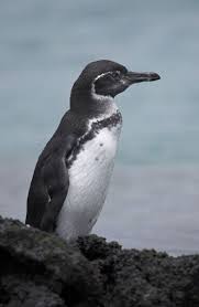 Unpaired males may however moult during the breeding period. Galapagos Penguin The Animal Files