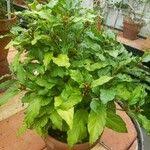 Image result for Mitriostigma axillare