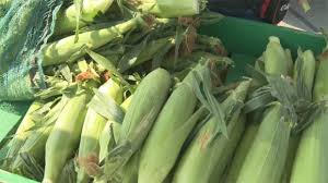 What To Know Before You Drive To Taber For A Sack Of Corn - Medicine Hat  Newsmedicine Hat News