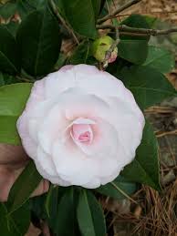Camellia Japonica Desire Camellia Flowers All About Plants