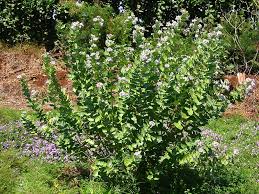 Image result for Calotropis gigantea