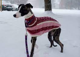 Maybe you would like to learn more about one of these? Whippet Sweater Pattern Pdf File Only Etsy In 2021 Dog Sweater Pattern Dog Coat Pattern Dog Sweaters