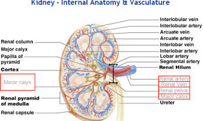 Kidney Arcuate Arteries Interlobar Interlobular Google Search In 2020 Arteries Map Google
