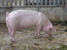 Hausschwein n (genitive hausschweins or hausschweines, plural hausschweine). Schwein Hurraki Worterbuch Fur Leichte Sprache