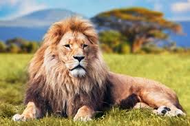 Download and use 800+ lion stock photos for free. A Lions Age Animal Rescue Professionals Association