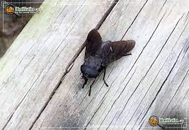 Black Horse Fly Tabanus Atratus