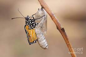 One black, green and yellow black swallowtail caterpillar, papilio polyxenes, attached to a. Swallowtail Butterfly Emerging From Cocoon Photograph By Alon Meir