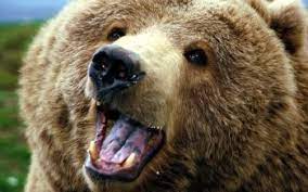 81 bioshock hd wallpapers and background images. 10 Grizzly Bear Hd Wallpapers Hintergrunde