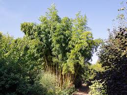 Für die meisten länder also gängige norm, für uns dafür echte hingucker! Bambuspflanzen Kaufen Aber Welche Bambushecken De