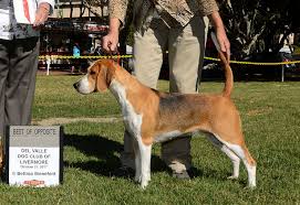 Image result for Harrier dog