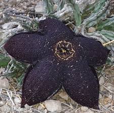 Image result for Tridentea