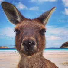 This Curious Fellow Is One Of The Many Kangaroos That Live At Lucky Bay In Cape Le Grand National Park Western Aus Animals Australian Animals Australian Fauna