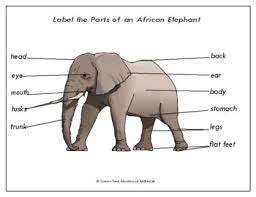 It refers to the overlapping or intersecting social identities and related systems of oppression… Label The Elephant Worksheets Teaching Resources Tpt