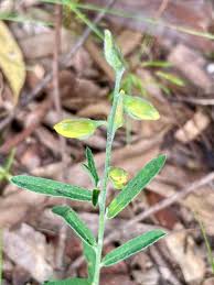 Image result for Crotalaria rhodesiae