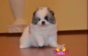 2 3 Aylik Pomeranian Boo Yavrulari 2 3 Aylik Pomeranian Boo Yavrulari Kopek Kopekseverler Kopeksahiplendirme Kopekyav Cute Dogs Dogs Small Dogs