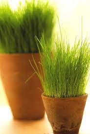 The hardest thing is to. How To Grow Wheatgrass Better Homes Gardens