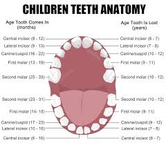 why are primary teeth so important arent they just going