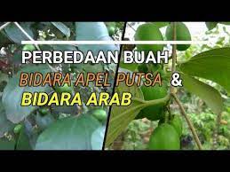 Ini Perbedaan Buah Bidara Arab Bidara Apel Putsa Mana Yang Bisa Di Konsumsi Youtube Buah Apel Youtube