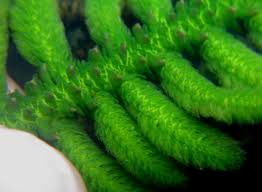 Image result for Hydrostachys polymorpha