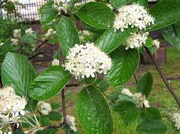 Tiedosto:Sorbus aria a2.jpg – Wikipedia