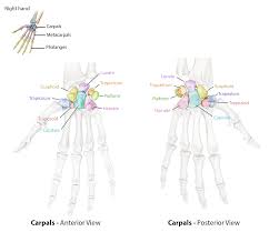 Image result for Normal Anatomic Position of the Hand and Wrist