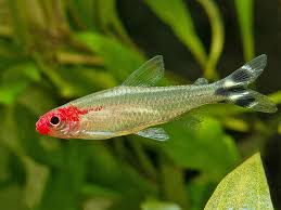 Rummy Nose Tetra Aquarium Fish Tropical Freshwater Fish Betta Aquarium