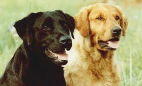 Golden retriever puppies are adorable and if you are buying one of your own, sometimes making a choice can be difficult. Home Rockerin Kennels Retrievers