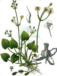 Image result for Alismataceae