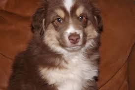 Dad comes from grand champion and international champion. Toy Mini Australian Shepherd For Sale Novocom Top