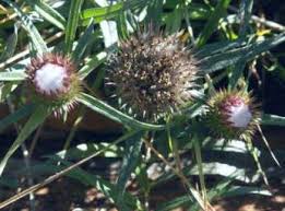 Image result for Dicoma anomala