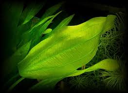 Echinodorus Cordifolius ラジカンス お気に入り度 難易度 原産地 南米 ポイント 注意点 白い花が咲いたことがある ラジカンスはエキノドリスの中でも好きな水草だ 昔初めて水草水槽を始めたときに 白い水中花が咲いたことがある アマゾンソードの