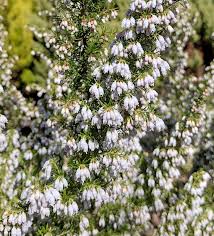 Image result for Erica pleiotricha