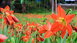 Taman bunga amarilis jogja baru dibuka sejak tahun 2015. Keindahan Taman Bunga Amaryllis Bisa Dinikmati Lagi November Mendatang Tribun Jogja