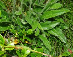 Image result for Athroisma gracile