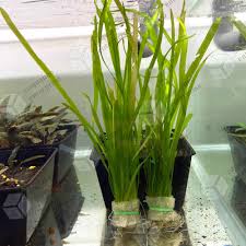 Image result for Vallisneria spiralis