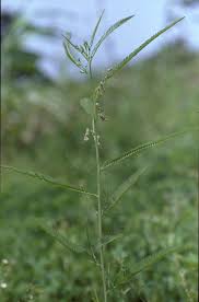 Image result for Sesbania pachycarpa
