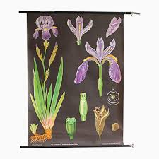 Vintage Iris Botanical Chart By Jung Koch Quentell For