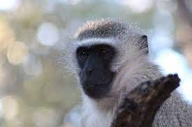 Monkey Black Head Face Wallpaper Monkey Wallpaper Background Hd Wallpaper Wallpaper