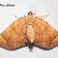 Image result for Laggera gracilis