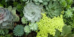 Check spelling or type a new query. 25 Best Succulents Different Interesting Succulents To Grow