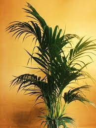 Due to its resiliency, this indoor plant grows at a slow rate and will. Kentia Palm Guide How To Care For A Howea Forsteriana Tree