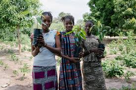 You may have arrived here looking for a way to plant free trees courtesy of your local government. Where Why And How Does Ecosia Plant Trees